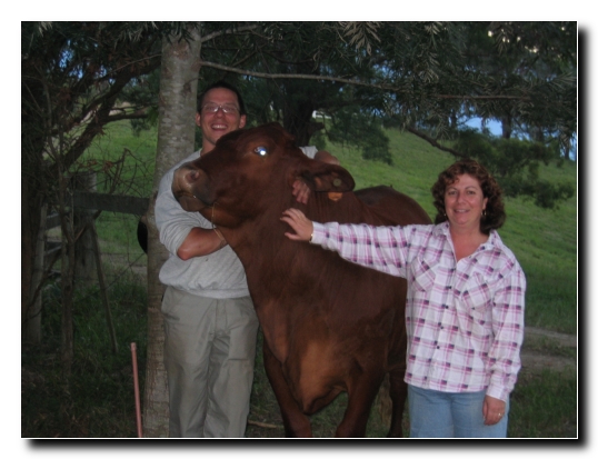 015 Eddie der kastrierte Stier